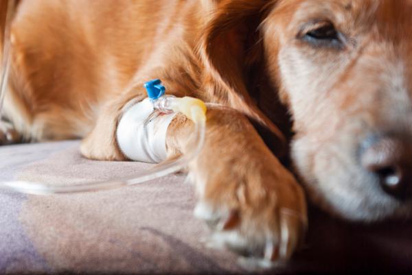 Rak płaskonabłonkowy u psów - Objawy i leczenie - Rak płaskonabłonkowy u psów - Leczenie