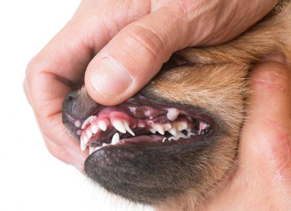 Rak płaskonabłonkowy u psów - objawy i leczenie - Co to jest rak płaskonabłonkowy u psów?