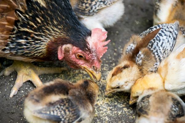 13 chorób, które ptaki przenoszą na ludzi - Choroby przewodu pokarmowego