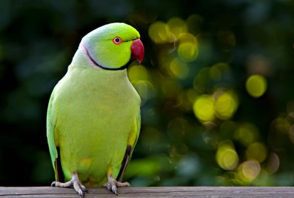 13 chorób, które ptaki przenoszą na ludzi - Choroby układu oddechowego