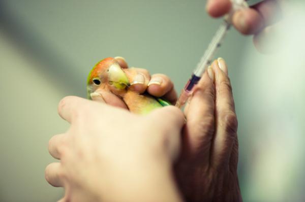 13 chorób, które ptaki przenoszą na ludzi - Co zrobić, jeśli mam chorego ptaka?
