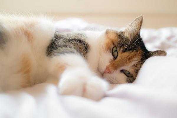 Nauczenie kota spać w swoim łóżku - Wskazówki dla Twojego kota spać w swoim łóżku
