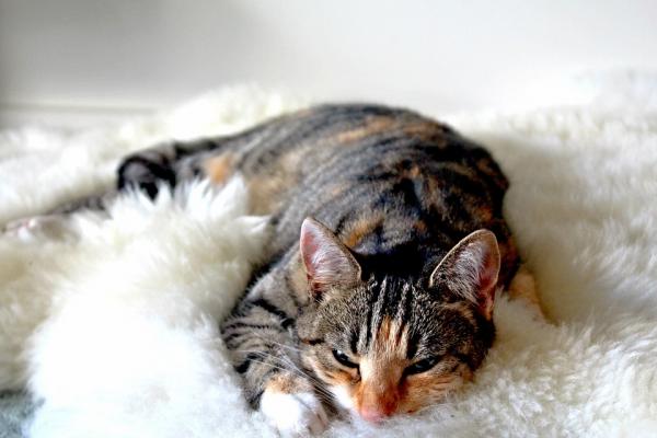 Uczenie kota spania w swoim łóżku - Dlaczego mój kot nie chce spać w swoim łóżku?