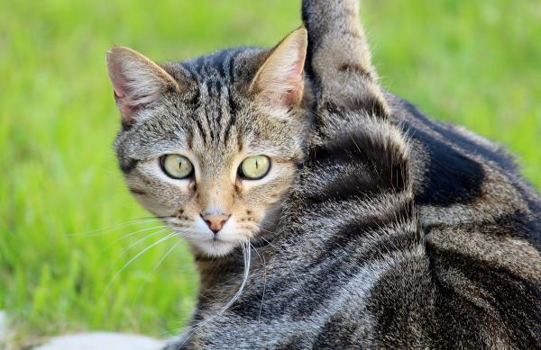 Łupież u kotów – przyczyny i leczenie – dlaczego mój kot ma łupież?  - Powoduje 