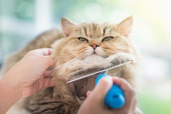 Łupież u kotów - Przyczyny i leczenie - Jak zapobiegać łupieżowi u kotów?