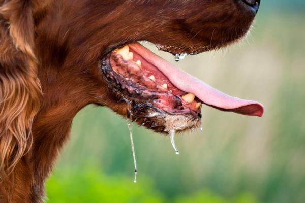 10 oznak bólu u psów - 1. Przesadne dyszenie