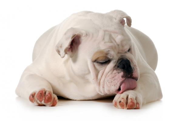 10 oznak bólu u psów - 4. Nadmierne lizanie