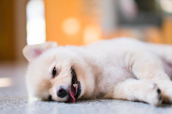 10 oznak bólu u psów – 2. Przyspieszone oddychanie