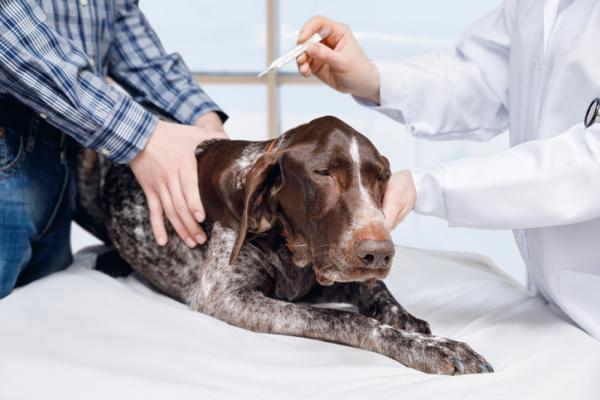 Zapalenie mózgu u psów - objawy i leczenie - Leczenie zapalenia mózgu u psów