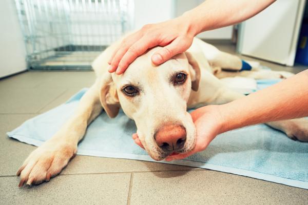 Zapalenie mózgu u psów - objawy i leczenie - przyczyny i objawy zapalenia mózgu u psów
