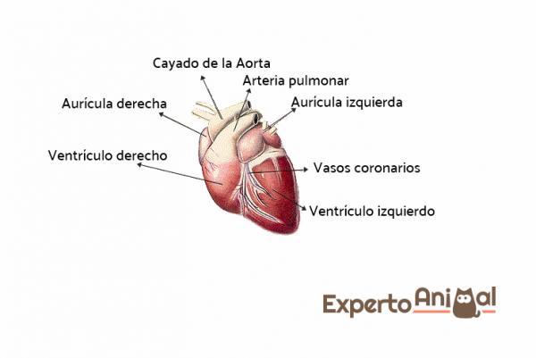 Zwężenie płuc u psów - Objawy i leczenie - Zwężenie serca i płuc