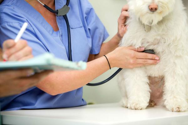 Zwężenie płuc u psów - Objawy i leczenie - Diagnostyka zwężenia płuc u psów