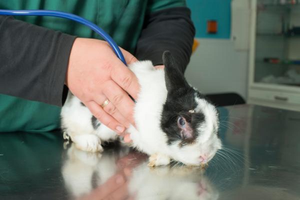 Roztocza u królików - Objawy i leczenie - Jak wyeliminować roztocza u królików?  - Leczenie