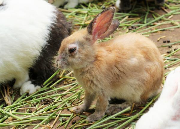 Roztocza u królików - Objawy i leczenie - Objawy roztoczy u królików