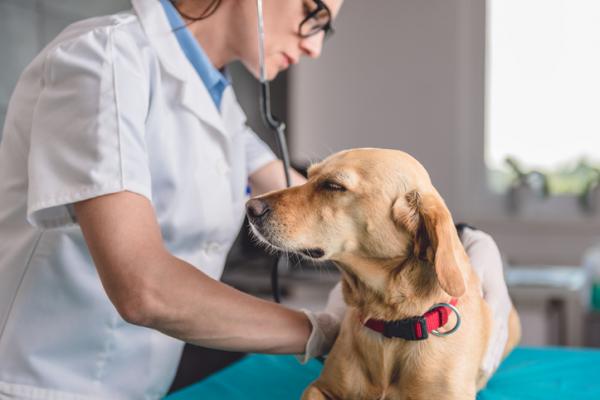 Ambroksol dla psów - Dawkowanie, zastosowanie i skutki uboczne - Środki ostrożności i skutki uboczne Ambroksol dla psów