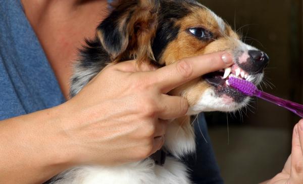 Choroby przyzębia u psów - Przyczyny, leczenie i konsekwencje - Jak zapobiegać chorobom przyzębia u psów?