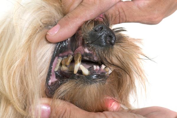 Choroby przyzębia u psów - przyczyny, leczenie i konsekwencje - przyczyny chorób przyzębia u psów