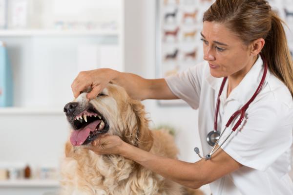 Choroby przyzębia u psów - przyczyny, leczenie i konsekwencje - leczenie zapalenia przyzębia u psów