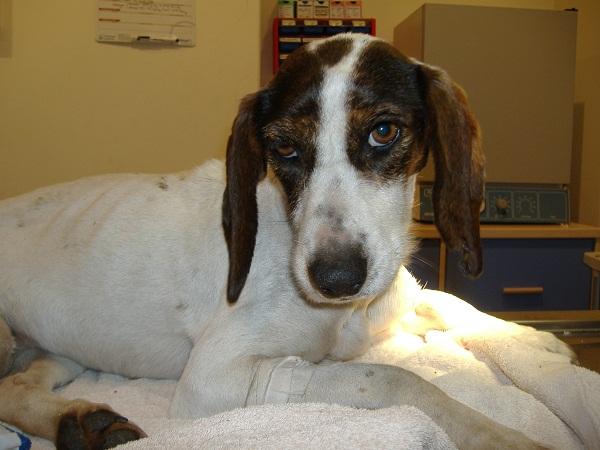 Encefalopatia wątrobowa u psów - Objawy i leczenie - Leczenie encefalopatii wątrobowej u psów