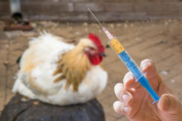 Zakaźne zapalenie oskrzeli ptaków - objawy i leczenie - Szczepionka przeciwko zakaźnemu zapaleniu oskrzeli ptaków 
