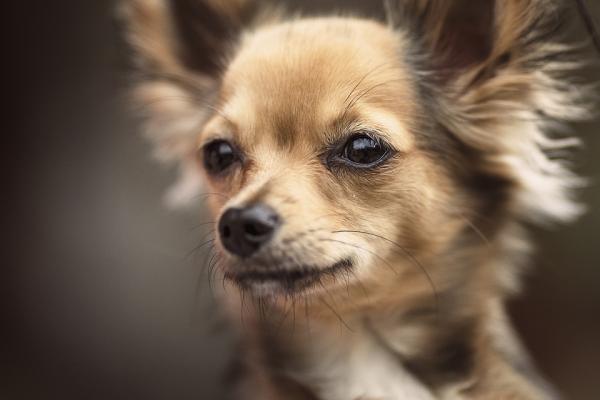 Wysokie ciśnienie krwi u psów - Objawy i leczenie - Objawy wysokiego ciśnienia krwi u psów