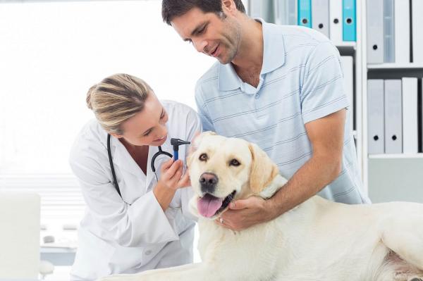 Wysokie ciśnienie krwi u psów - Objawy i leczenie - Leczenie wysokiego ciśnienia krwi u psów