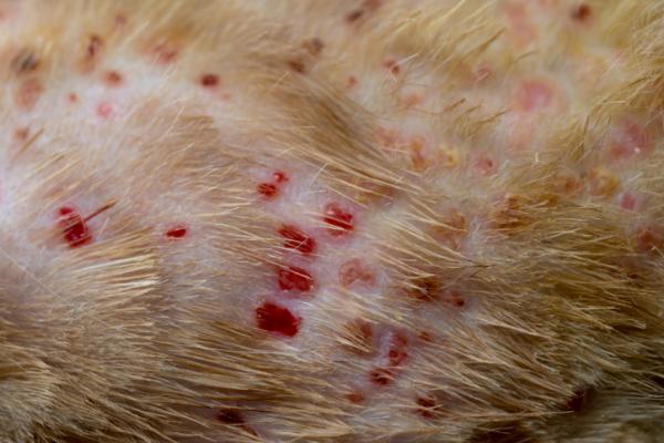 Choroby skóry u kotów - alergiczne zapalenie skóry po ukąszeniu pcheł