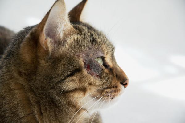 Choroby skóry u kotów - Słoneczne zapalenie skóry u kotów