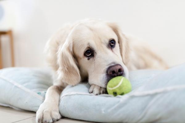 Choroby układu oddechowego u psów - zapalenie płuc 