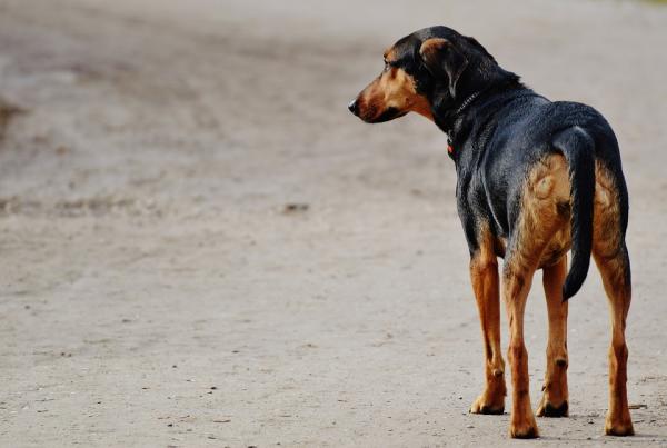 Choroby układu oddechowego u psów - zapalenie oskrzeli 