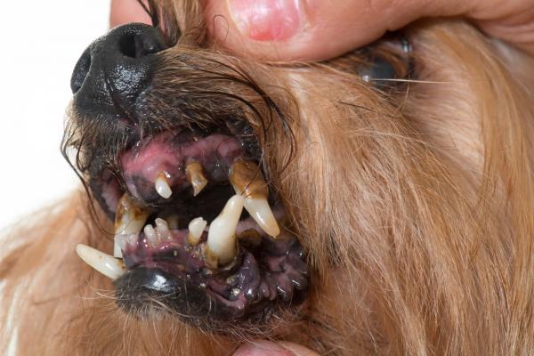 Zapalenie dziąseł u psów - przyczyny, objawy i leczenie - Objawy zapalenia dziąseł u psów