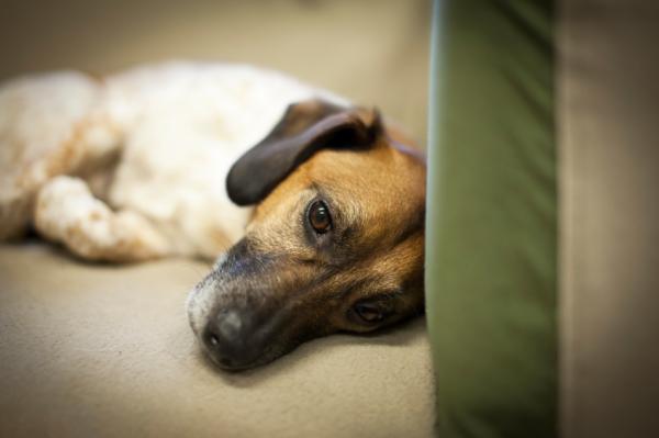 Padaczka u psów - przyczyny, objawy i leczenie - następstwa napadów padaczkowych u psów