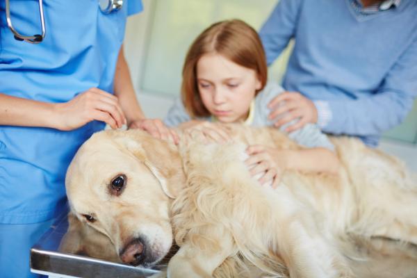 Padaczka u psów - przyczyny, objawy i leczenie - Leczenie padaczki u psów