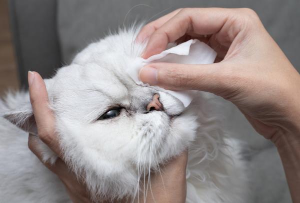 Kaliciwirus kotów - Objawy i leczenie - Leczenie Kaliciwirusa kotów