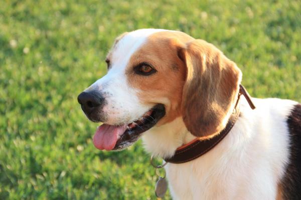 Roztocza w uszach psa - Objawy i leczenie - Zapobieganie roztoczom w uszach psa