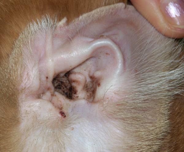 Roztocza w uszach psa - Objawy i leczenie - Objawy roztoczy w kanale ucha psa