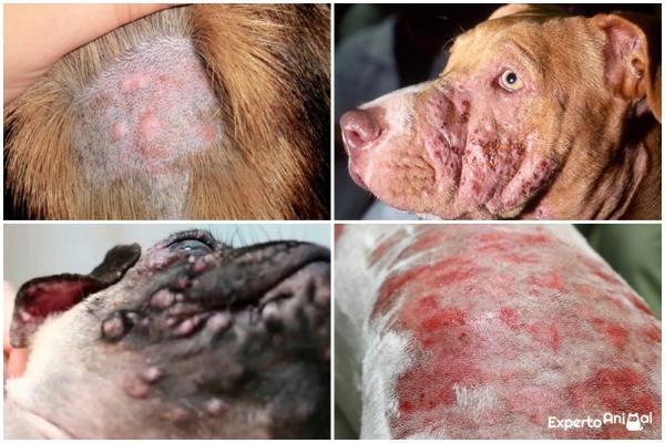 Choroby skóry u psów - 7. Piodermia