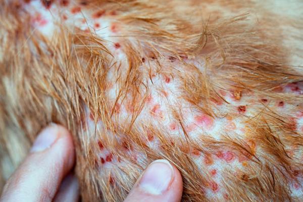 Choroby skóry u psów - 8. Zapalenie mieszków włosowych