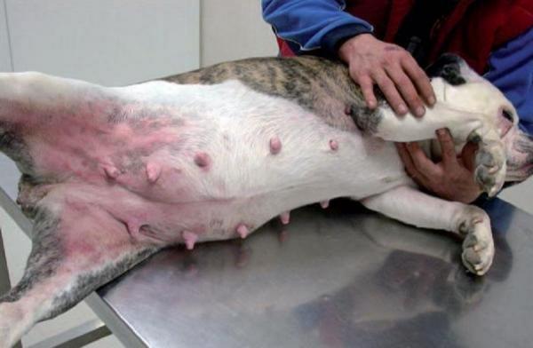 Choroby skóry u psów - 2. Atopowe zapalenie skóry