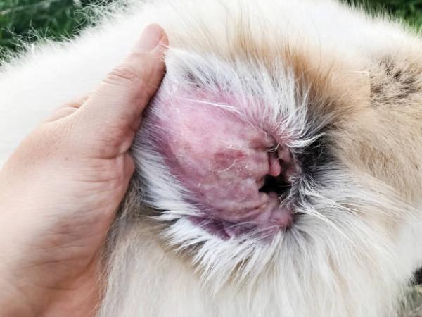 Choroby skóry u psów - 4. Malassezia dermatitis