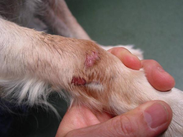 Choroby skóry u psów - 14. Problemy behawioralne