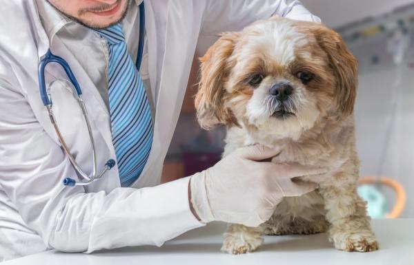 Odwrotne kichnięcie u psów - Przyczyny, leczenie i opieka - Co zrobić, jeśli mój pies ma odwrotne kichanie?