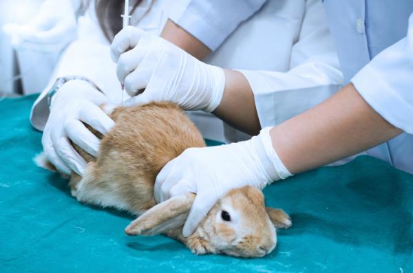 15 oznak bólu u królików – kiedy znieczulić królika?