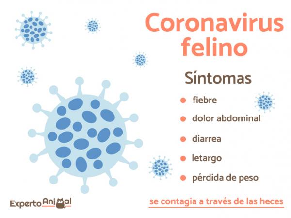 Koronawirus kotów - Objawy i leczenie - Objawy koronawirusa kotów