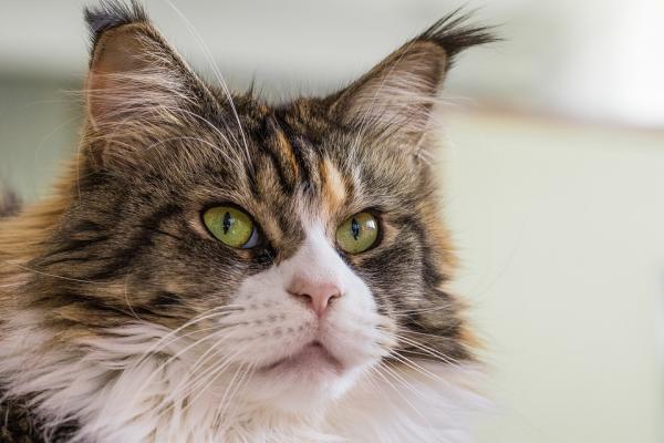 Choroba zwyrodnieniowa stawów u kotów - Objawy i leczenie - Co to jest choroba zwyrodnieniowa stawów?  Dlaczego jest produkowany?