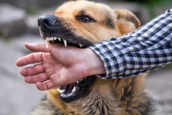9 chorób, które psy przenoszą na ludzi - Wścieklizna, choroba wirusowa, która przenosi się z psów na ludzi
