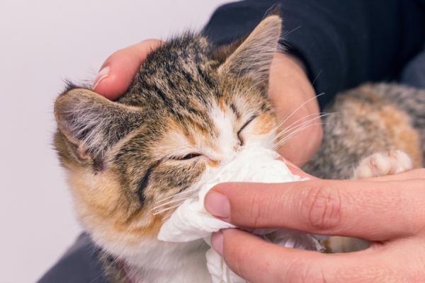 Leki przeciwhistaminowe dla kotów - Dawkowanie, marki i skutki uboczne - Czym są leki przeciwhistaminowe dla kotów i do czego służą?