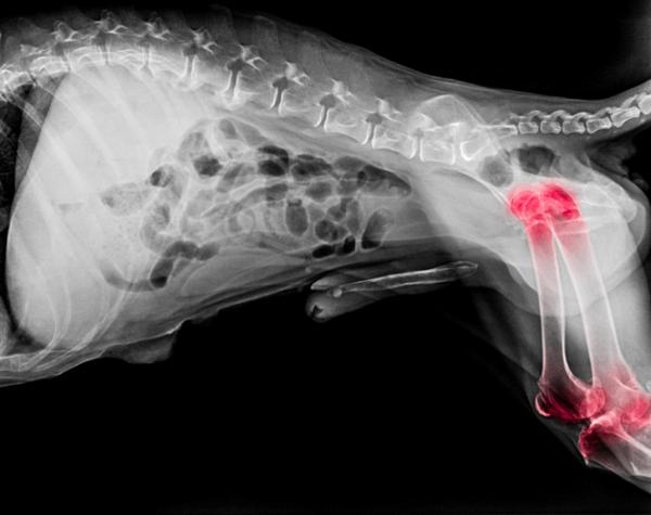 Choroba zwyrodnieniowa stawów u psów - objawy i leczenie - Co to jest choroba zwyrodnieniowa stawów u psów?