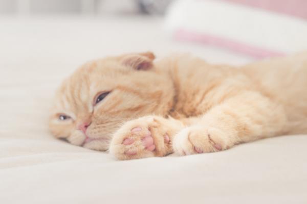 Nadciśnienie układowe u kotów - objawy, przyczyny i zapobieganie - objawy nadciśnienia układowego u kotów