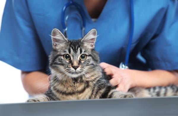 Nadciśnienie układowe u kotów - objawy, przyczyny i zapobieganie - Leczenie nadciśnienia układowego u kotów